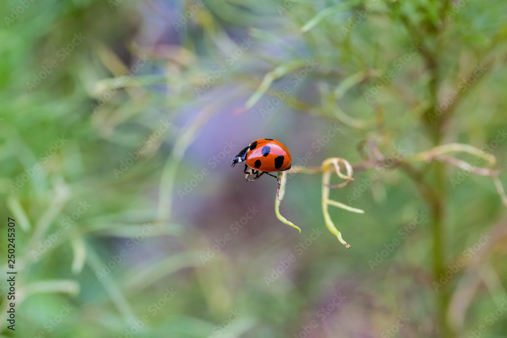 Orange black ladybug on green grass. Spring time. Orange black ladybug on green grass. Spring time.
