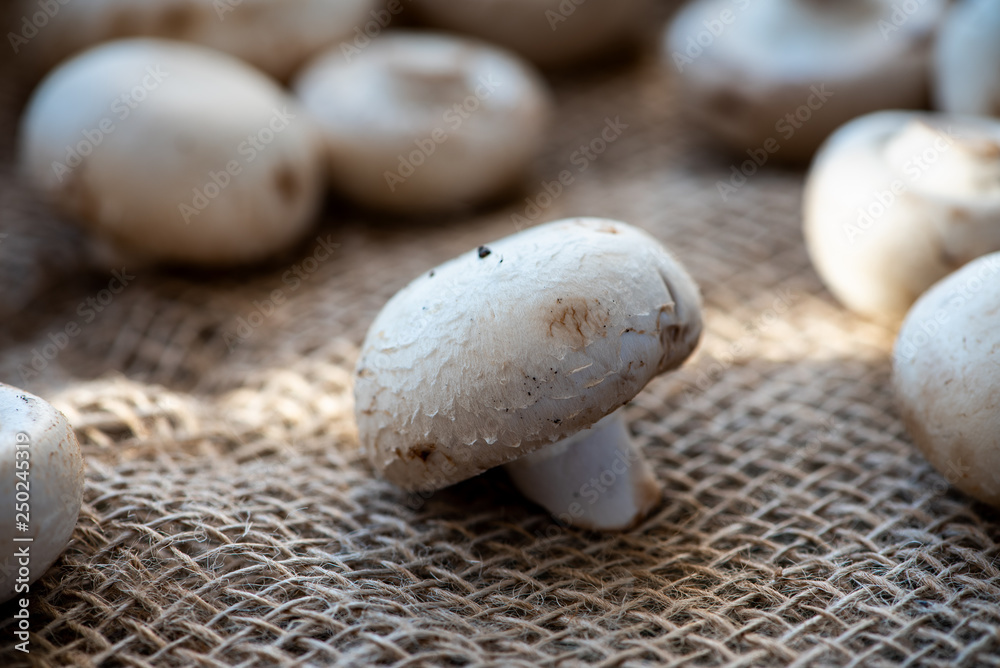 Mushrooms on burlap. Mushrooms on burlap.