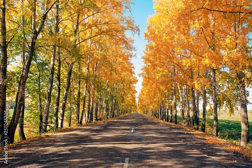 Fototapeta Naklejka Na Ścianę i Meble -  beautiful landscape of autumn road, on the edge of the road picturesque autumn forest with bright yellow foliage and blue sky