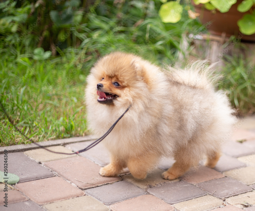 Beautiful orange dog - pomeranian Spitz. Puppy pomeranian dog cute pet happy smile playing in nature Beautiful orange dog - pomeranian Spitz. Puppy pomeranian dog cute pet happy smile playing in nature