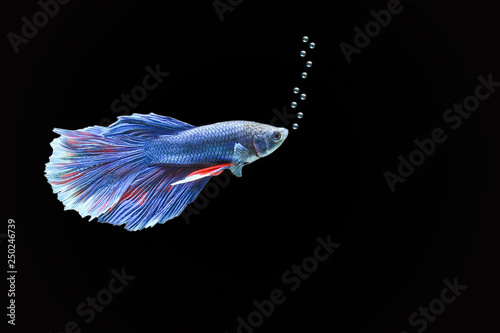 Betta fish or Asian fighting fish that roams bubbles, concept with black background