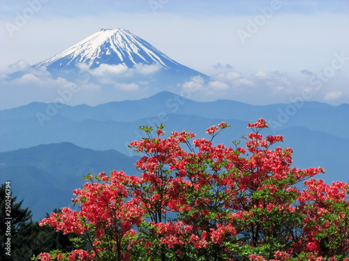 Mt. Fuji and Azalea Azaleas - 富士山とレンゲツツジ