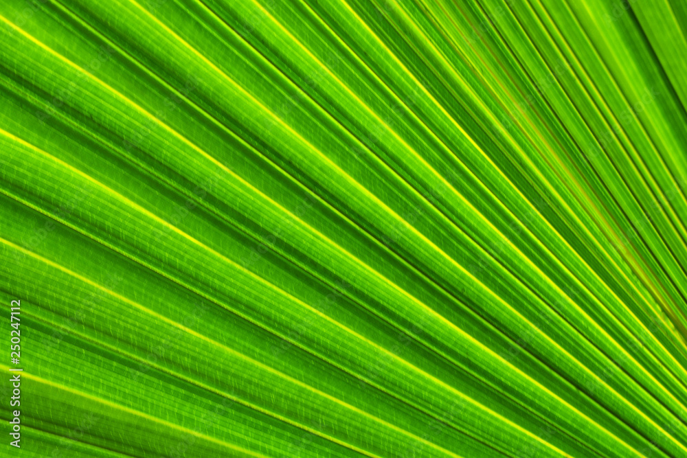 green palm leaf
