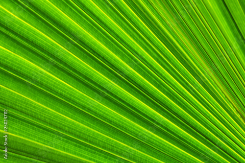green palm leaf © jan nakhonkae