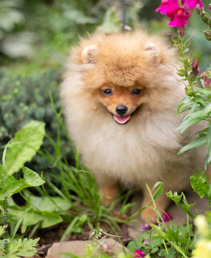 Beautiful orange dog - pomeranian Spitz. Puppy pomeranian dog cute pet happy smile playing in nature on in flowers Beautiful orange dog - pomeranian Spitz. Puppy pomeranian dog cute pet happy smile playing in nature on in flowers
