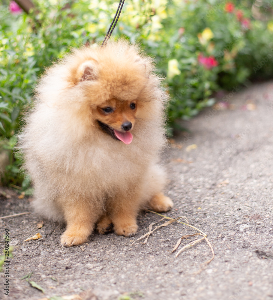 Beautiful orange dog - pomeranian Spitz. Puppy pomeranian dog cute pet happy smile playing in nature on in flowers