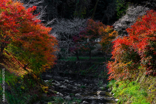 Obara Shikizakura park riverside view  colorful autumn trees on the hill full blooming in Obara district  Toyota city  Nagoya  Japan.