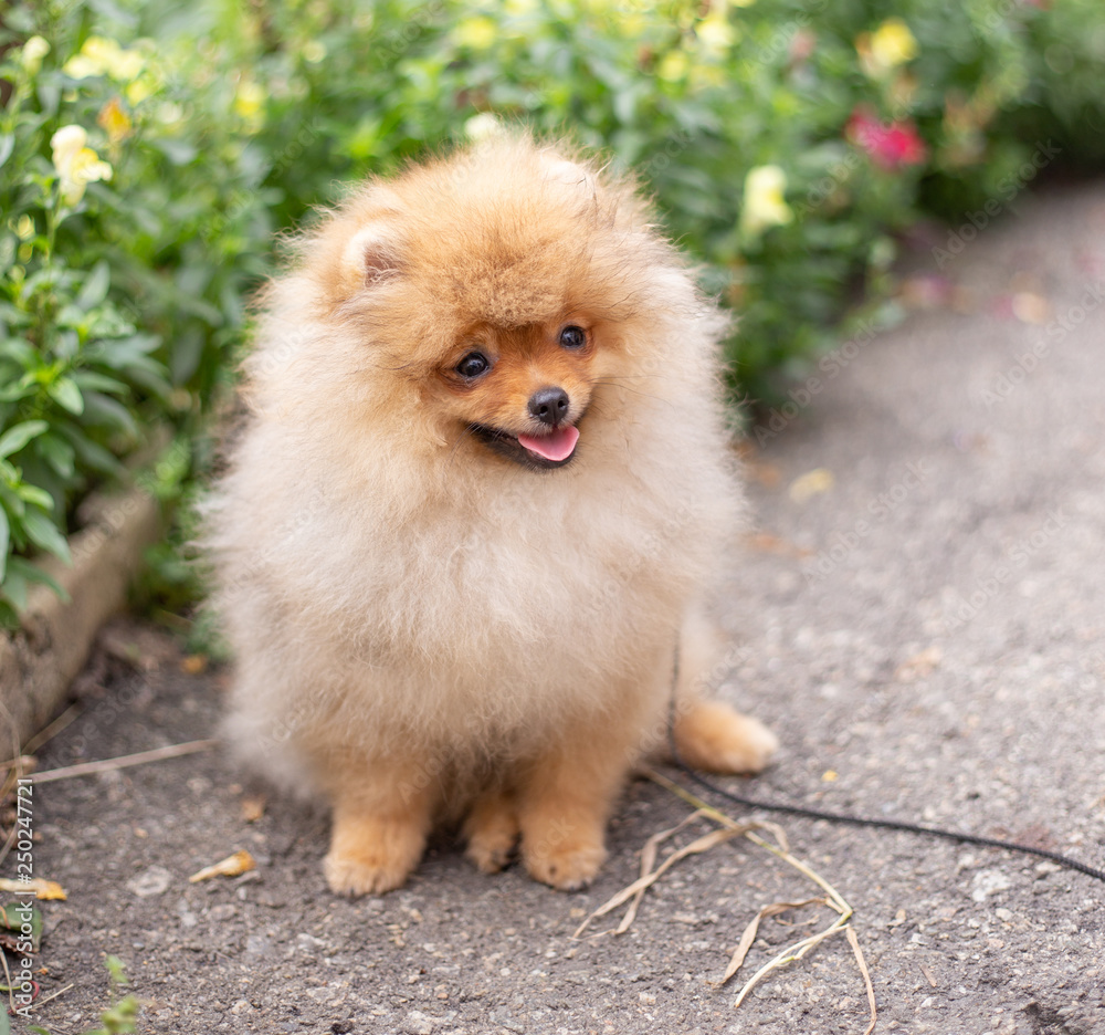 Beautiful orange dog - pomeranian Spitz. Puppy pomeranian dog cute pet happy smile playing in nature on in flowers Beautiful orange dog - pomeranian Spitz. Puppy pomeranian dog cute pet happy smile playing in nature on in flowers