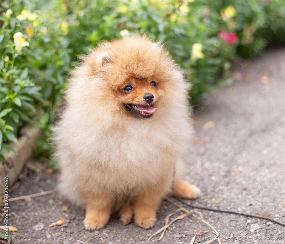 Beautiful orange dog - pomeranian Spitz. Puppy pomeranian dog cute pet happy smile playing in nature on in flowers Beautiful orange dog - pomeranian Spitz. Puppy pomeranian dog cute pet happy smile playing in nature on in flowers