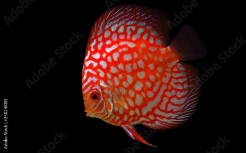 Canvas Print Pigeon Blood Discus fish - (Symphysodon sp.)