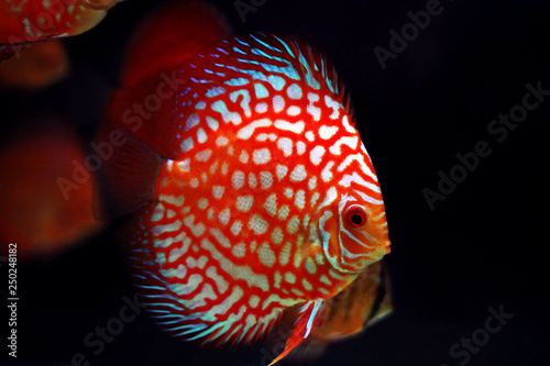 Canvas Print Pigeon Blood Discus fish - (Symphysodon sp.)