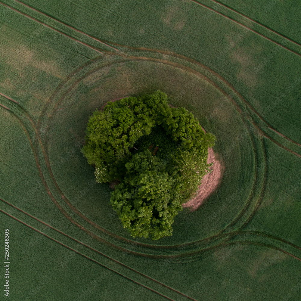 Tree isoliated in what field. Tree isoliated in what field.