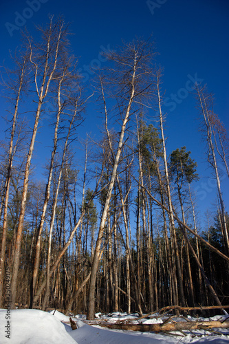 fallen pines in the winter forest