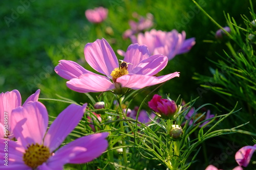 Flower field in summer. Scenery view of beautiful pink cosmos flower field in morning.