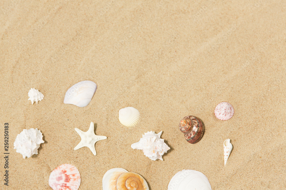 vacation and summer holidays concept - seashells on beach sand vacation and summer holidays concept - seashells on beach sand