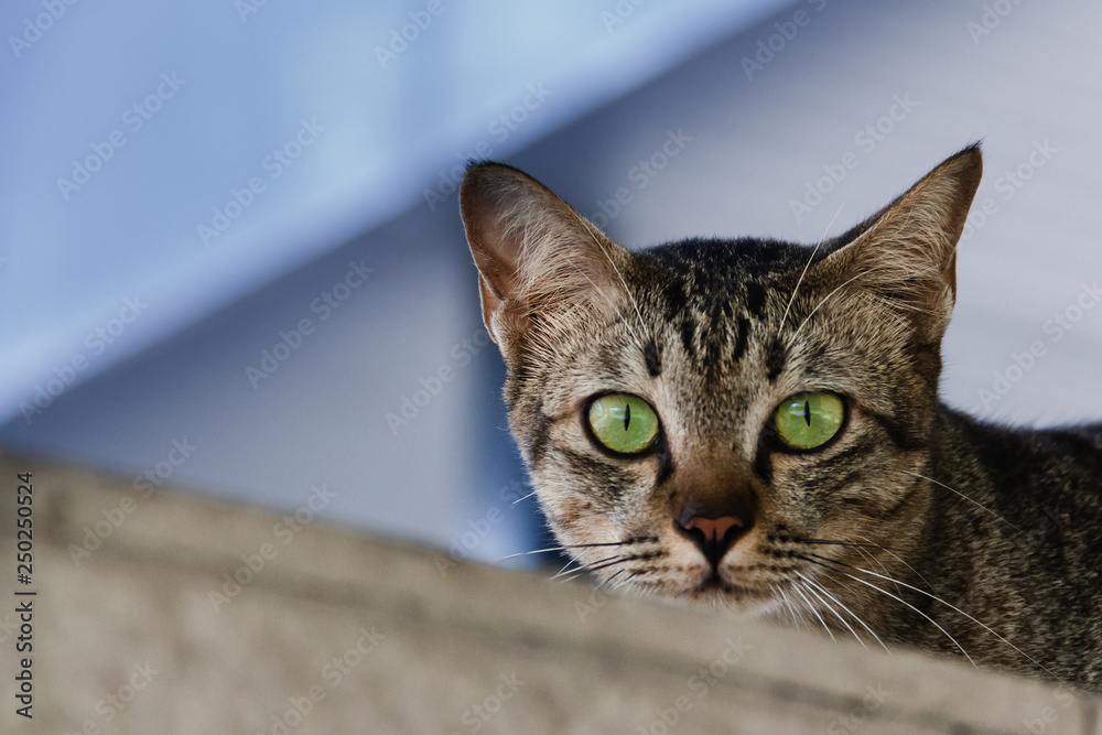 Brown-green cats, green eyes looking