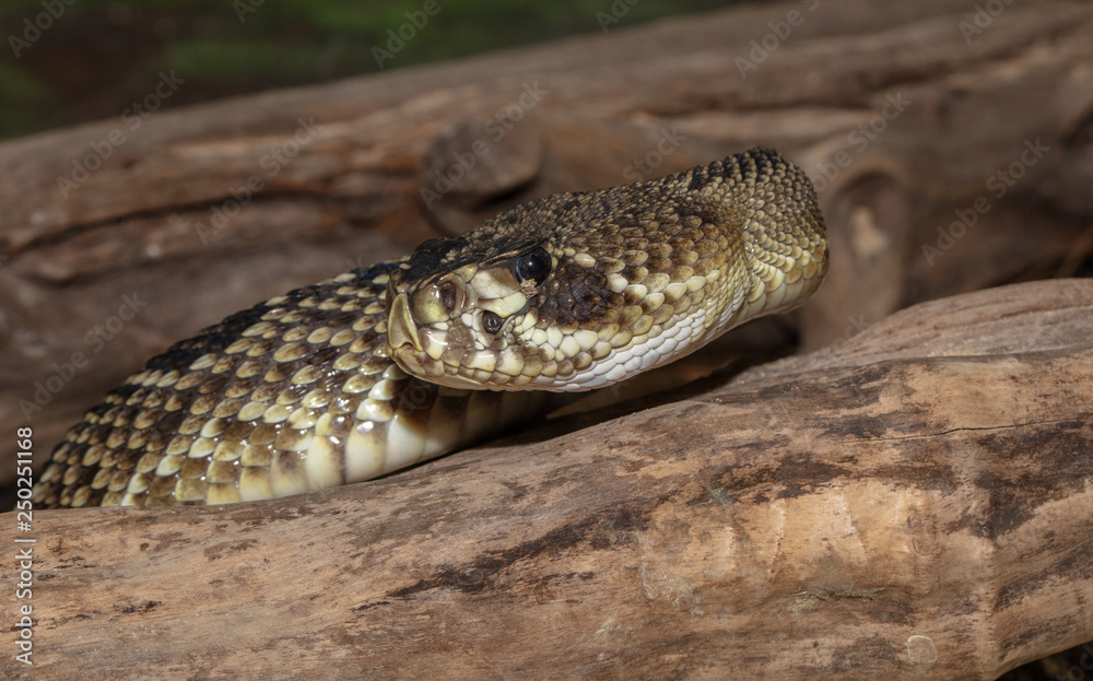 Obraz premium eastern diamondback rattlesnake side profile