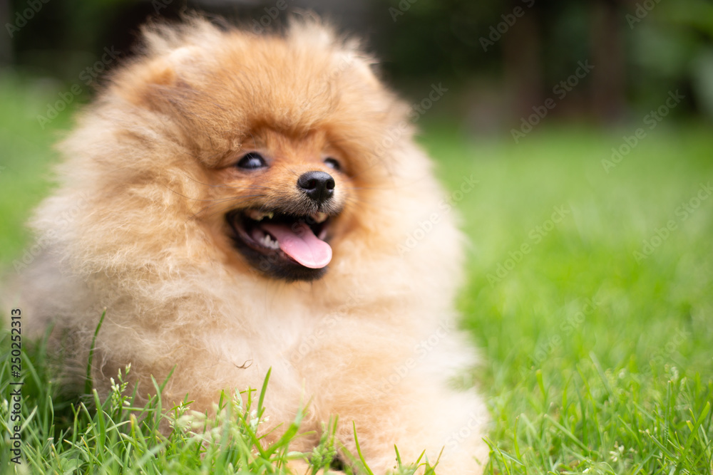 Beautiful orange dog - pomeranian Spitz. Puppy pomeranian dog cute pet happy smile playing in nature Beautiful orange dog - pomeranian Spitz. Puppy pomeranian dog cute pet happy smile playing in nature