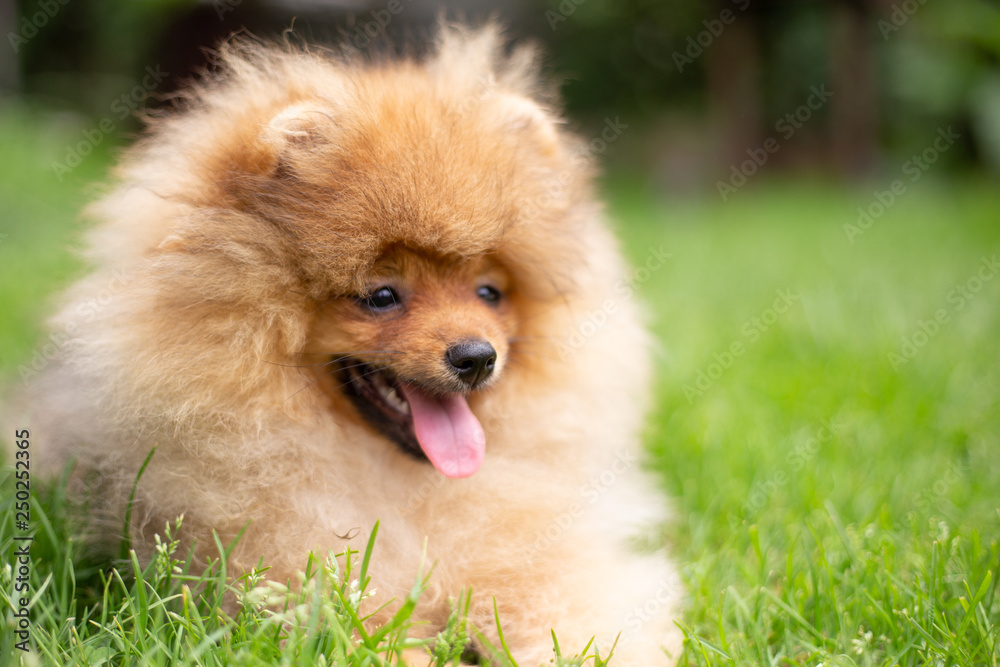 Beautiful orange dog - pomeranian Spitz. Puppy pomeranian dog cute pet happy smile playing in nature Beautiful orange dog - pomeranian Spitz. Puppy pomeranian dog cute pet happy smile playing in nature