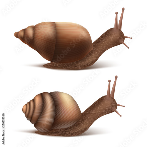 Vector 3d realistic two creeping Burgundy or Roman snails. Gastropods isolated on white background. French cuisine delicatessen, edible and farming European specie snail, skincare cosmetics ingredient