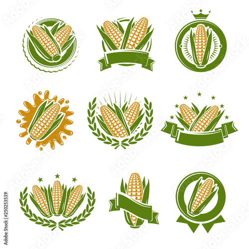 Corn label and element set. Collection icon corn. Vector