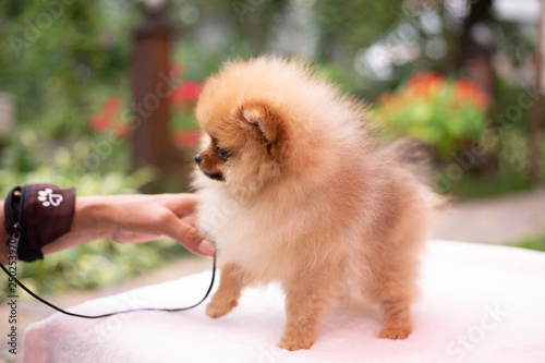 Beautiful orange dog - pomeranian Spitz. Puppy pomeranian dog cute pet happy smile playing in nature photo