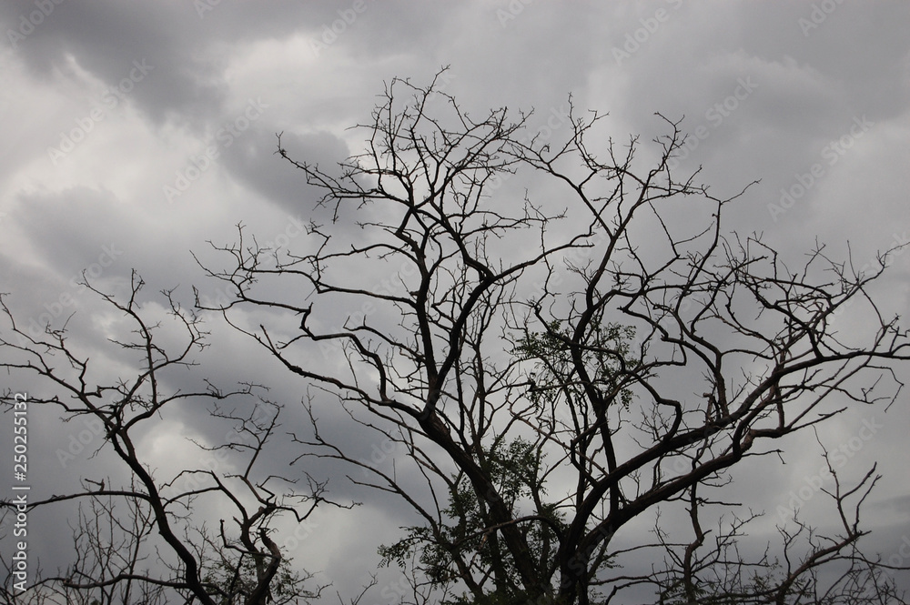 The storm and the tree The storm and the tree
