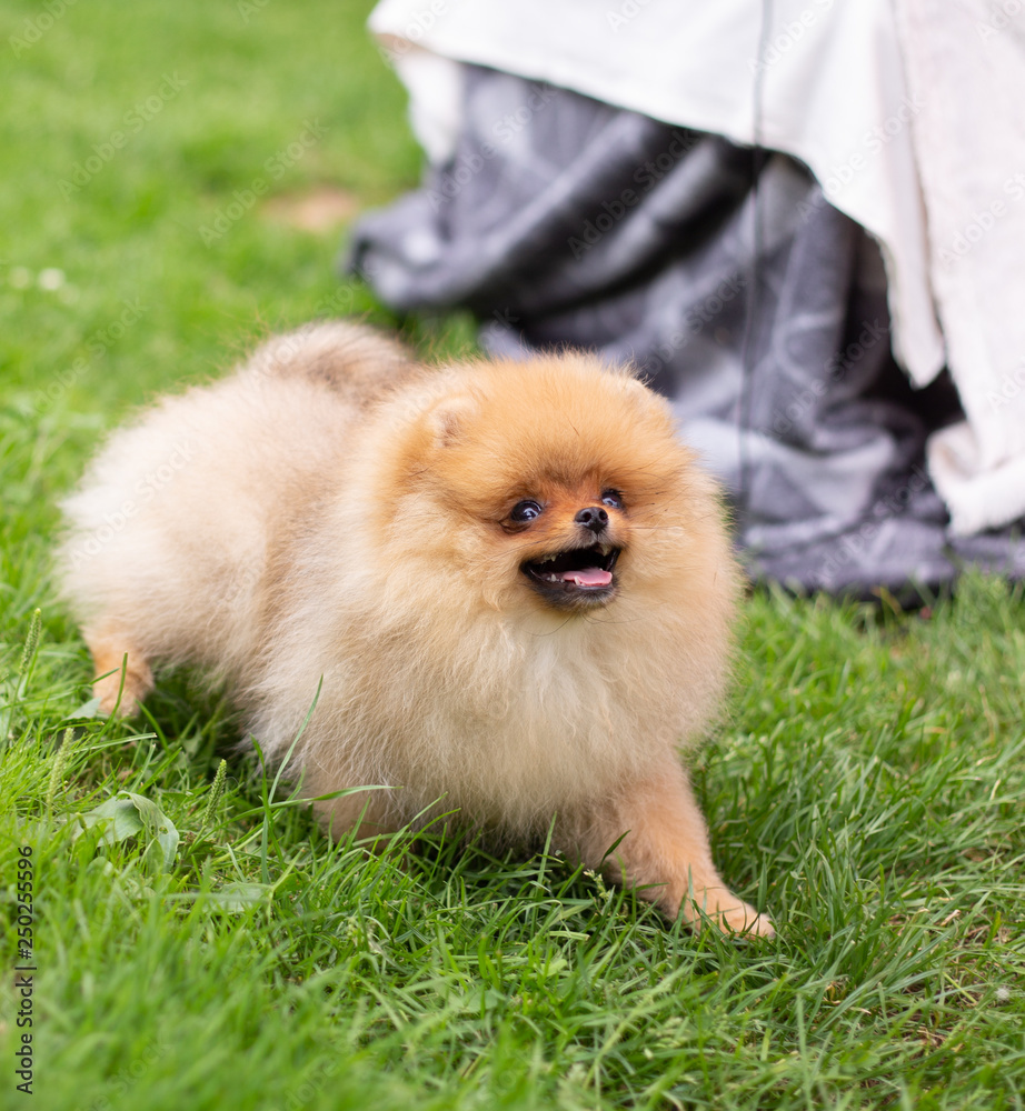 Beautiful orange dog - pomeranian Spitz. Puppy pomeranian dog cute pet happy smile playing in nature Beautiful orange dog - pomeranian Spitz. Puppy pomeranian dog cute pet happy smile playing in nature