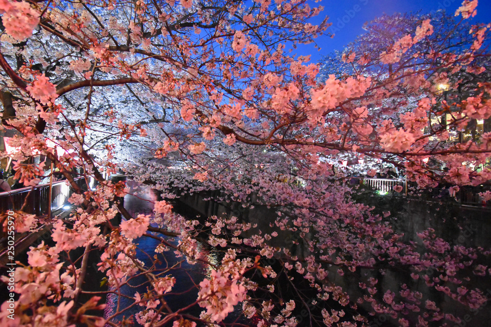 Japanese Sakura over Nakameguro river.
Famous springtime cherry blossoms in full bloom in night time, with pink lantern lights over the river's water. Japanese Sakura over Nakameguro river.
Famous springtime cherry blossoms in full bloom in night time, with pink lantern lights over the river's water.