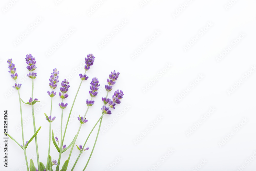 lavender on white background - obrazy, fototapety, plakaty 