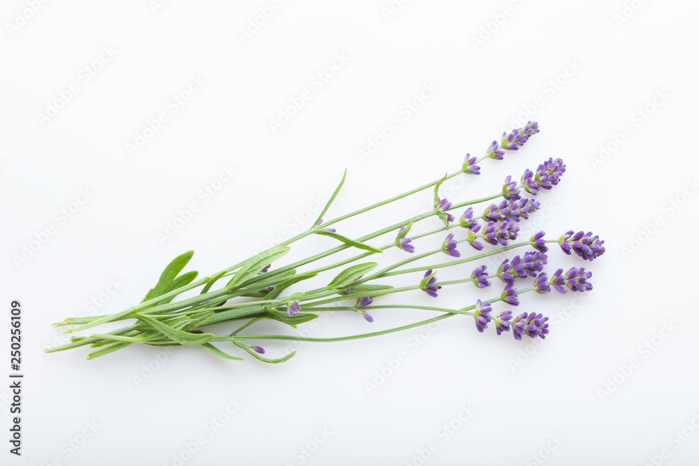 Naklejka premium lavender on white background