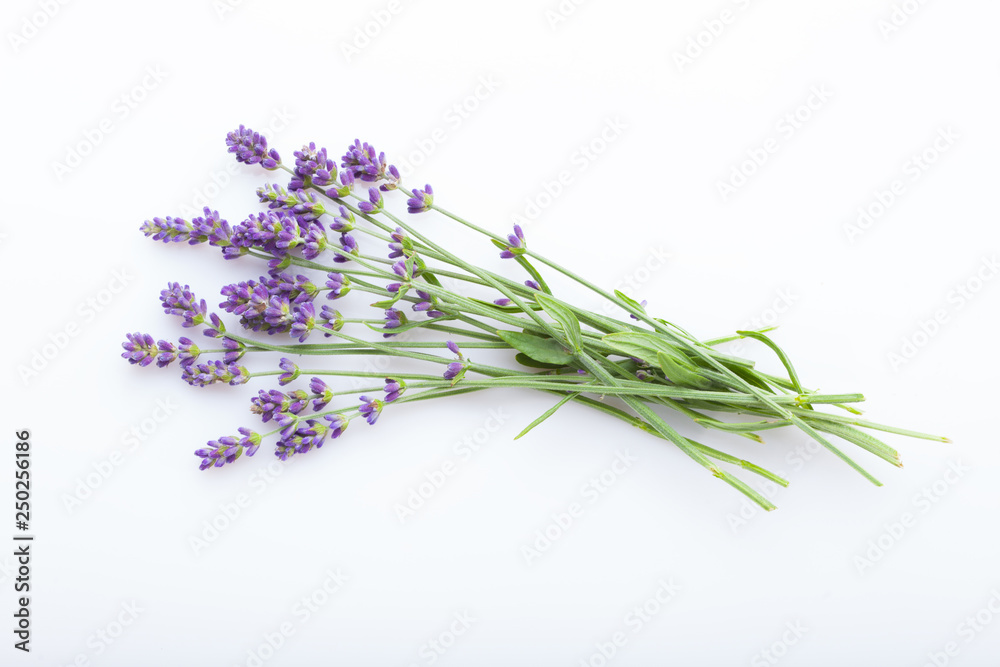 Naklejka premium lavender on white background