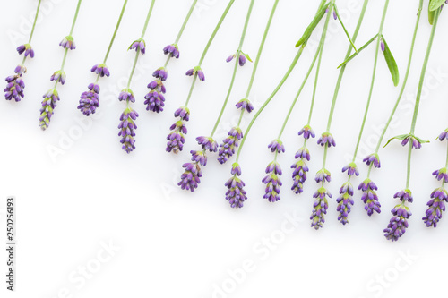 Fototapeta Naklejka Na Ścianę i Meble -  lavender on white background