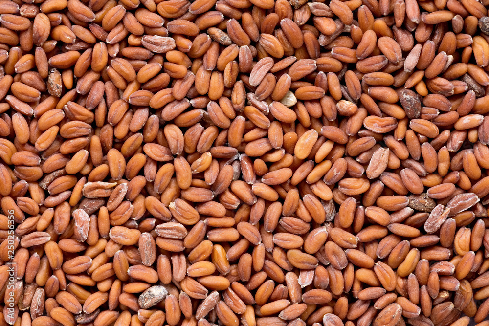 High quality seeds of tasty cress, in a texture form for your personal garden. Can be used by seed producers for create new exquisite packaging with seed on background. High quality seeds of tasty cress, in a texture form for your personal garden. Can be used by seed producers for create new exquisite packaging with seed on background.