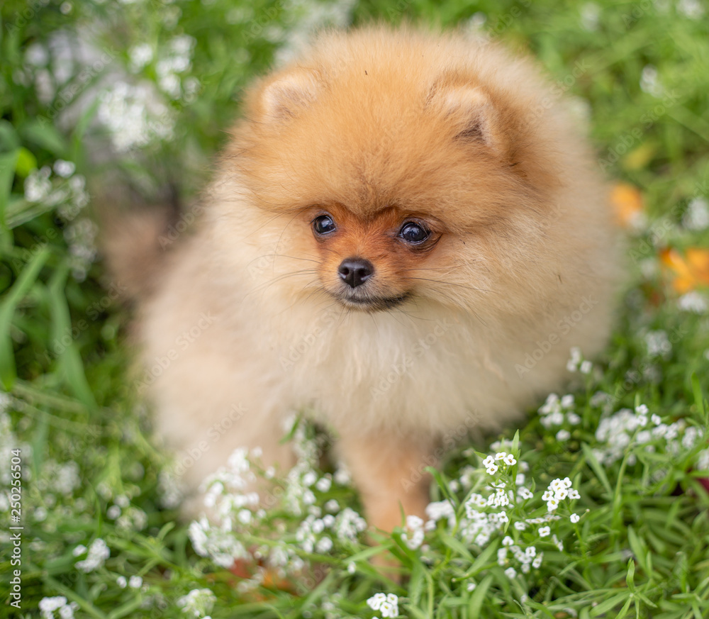 Beautiful orange dog - pomeranian Spitz. Puppy pomeranian dog cute pet happy smile playing in nature on in flowers Beautiful orange dog - pomeranian Spitz. Puppy pomeranian dog cute pet happy smile playing in nature on in flowers