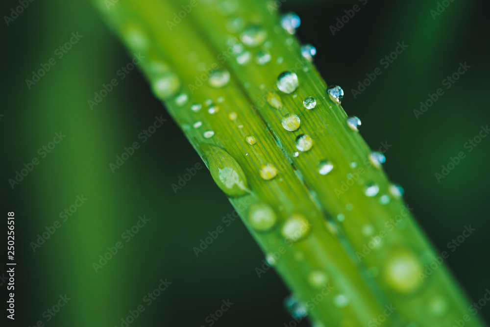 Beautiful vivid shiny green grass with dew drops close-up with copy space. Pure, pleasant, nice greenery with rain drops in sunlight in macro. Background from green textured plants in rain weather. Beautiful vivid shiny green grass with dew drops close-up with copy space. Pure, pleasant, nice greenery with rain drops in sunlight in macro. Background from green textured plants in rain weather.
