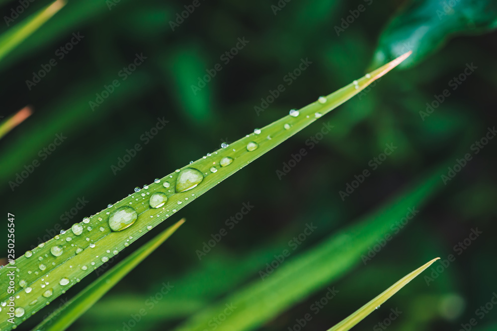 Obraz premium Beautiful vivid shiny green grass with dew drops close-up with copy space. Pure, pleasant, nice greenery with rain drops in sunlight in macro. Background from green textured plants in rain weather.