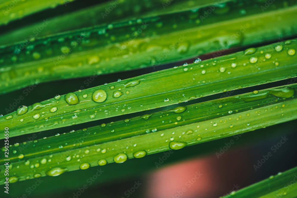 Beautiful vivid shiny green grass with dew drops close-up with copy space. Pure, pleasant, nice greenery with rain drops in sunlight in macro. Background from green textured plants in rain weather. Beautiful vivid shiny green grass with dew drops close-up with copy space. Pure, pleasant, nice greenery with rain drops in sunlight in macro. Background from green textured plants in rain weather.