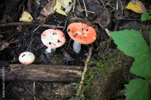 forest, mushroom