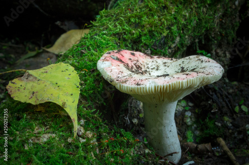 forest, mushroom, autumn, moss, leaf