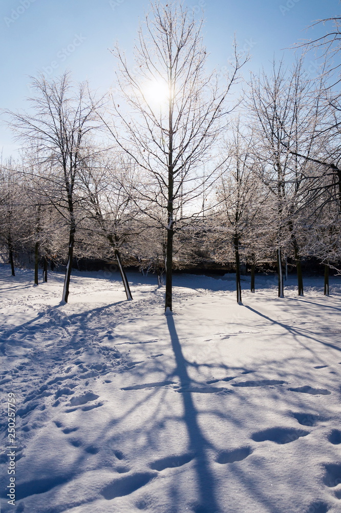 Sunbeams passing through branches in beautiful romantic snowy landscape, trees shadows on ground, sunny winter day, weather forecast, snowy christmas concept Sunbeams passing through branches in beautiful romantic snowy landscape, trees shadows on ground, sunny winter day, weather forecast, snowy christmas concept
