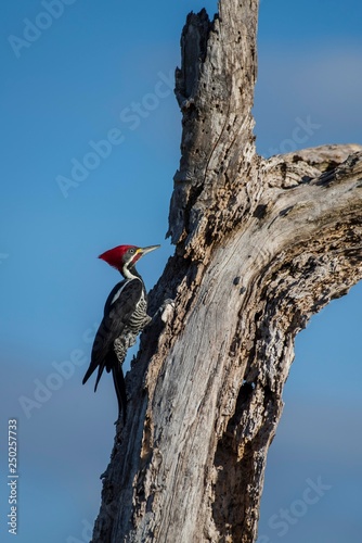 Lineated woodpecker (Dryocopus lineatus), sitting on rotten tree, Pantanal, Mato Grosso do Sul, Brazil, South America photo