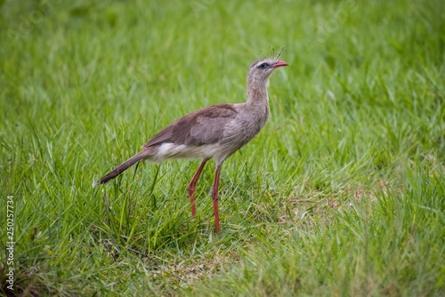 Red-legged seriema (Cariama cristata), Pantanal, Mato Grosso do Sul, Brazil, South America photo