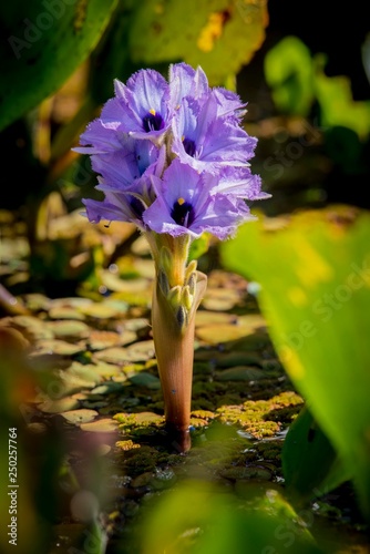 Flowering water hyacinth (Eichhornia crassipes), Pantanal, Mato Grosso do Sul, Brazil, South America photo