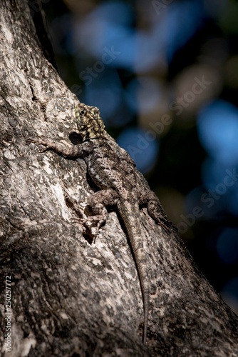Amazon lava lizard (Tropidurus torquatus), camouflaged on tree trunk, Pantanal, Mato Grosso do Sul, Brazil, South America photo