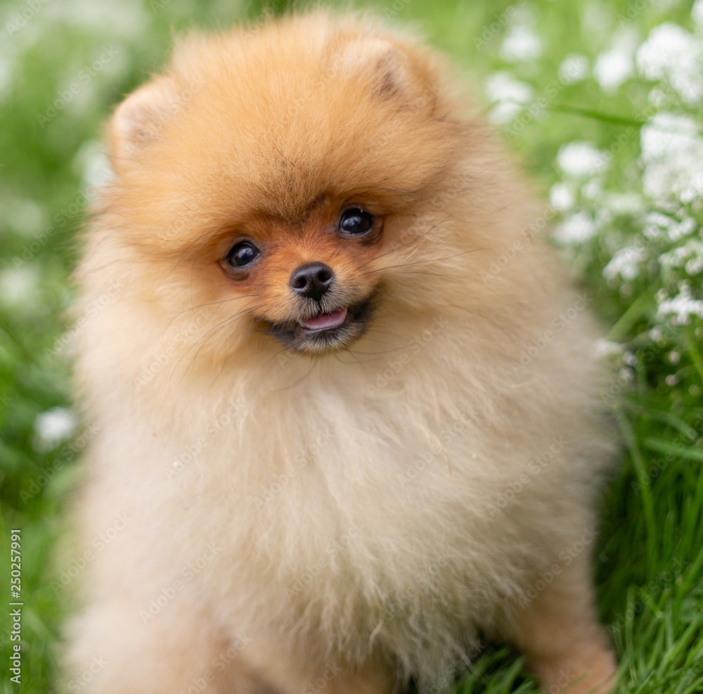 Beautiful orange dog - pomeranian Spitz. Puppy pomeranian dog cute pet happy smile playing in nature on in flowers Beautiful orange dog - pomeranian Spitz. Puppy pomeranian dog cute pet happy smile playing in nature on in flowers