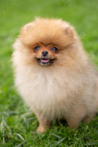 Beautiful orange dog - pomeranian Spitz. Puppy pomeranian dog cute pet happy smile playing in nature © Victoria