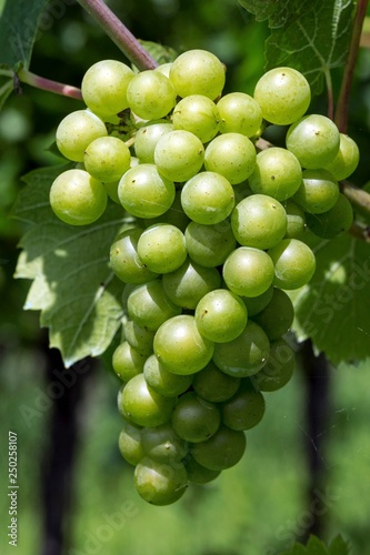 White grapes, grapes, noble Grape vine (Vitis vinifera), Fruchtstand, Baden-Wurttemberg, Germany, Europe photo