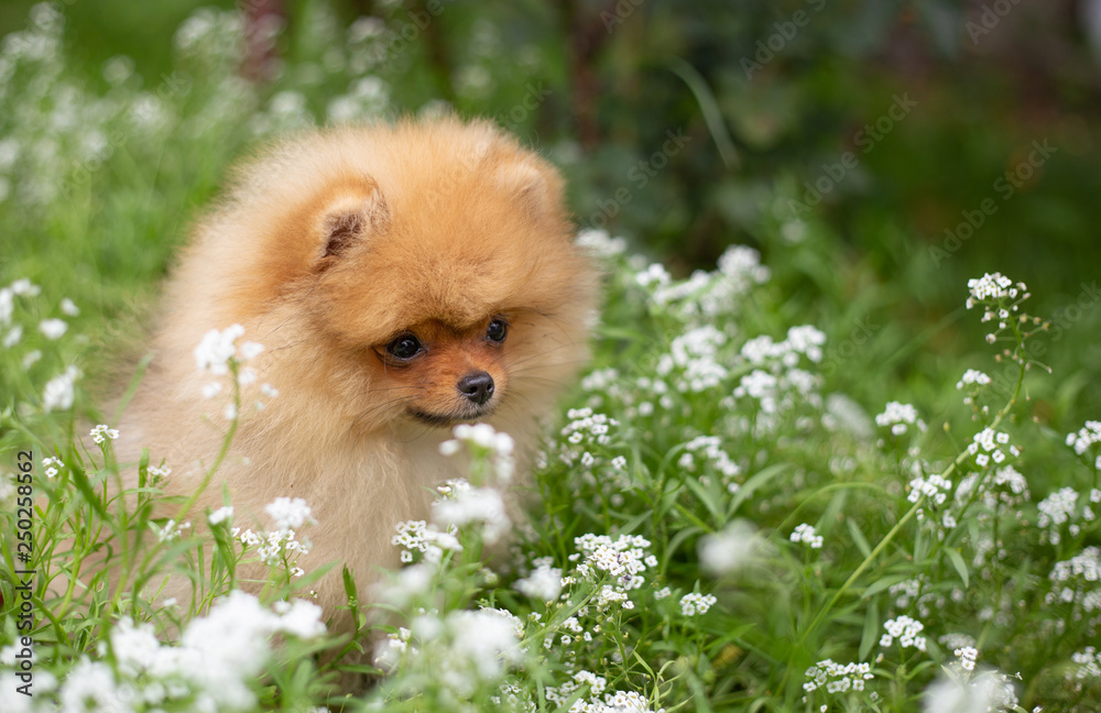 Beautiful orange dog - pomeranian Spitz. Puppy pomeranian dog cute pet happy smile playing in nature on in flowers Beautiful orange dog - pomeranian Spitz. Puppy pomeranian dog cute pet happy smile playing in nature on in flowers