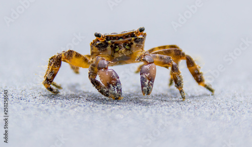 a beach crab runs along the shore of a sea